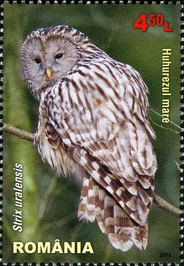 Ural Owl (Strix uralensis)