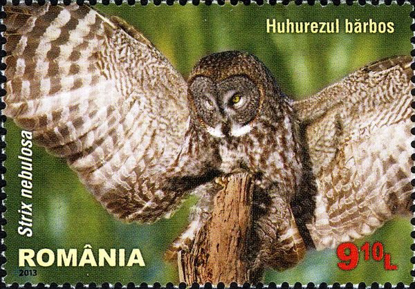 Great Grey Owl (Strix nebulosa)