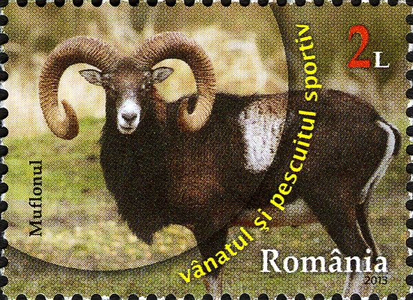 Mouflon (Ovis ammon musimon)