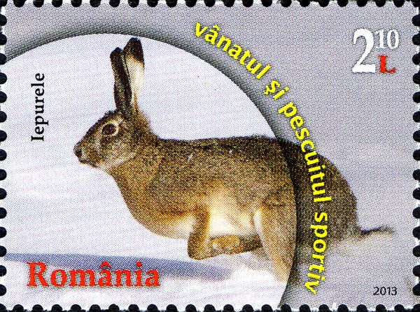 European Hare (Lepus europaeus)