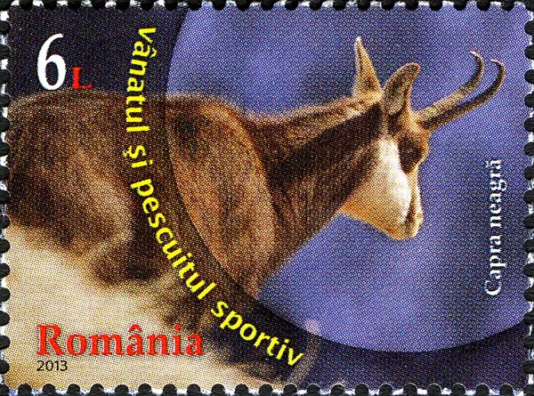 Chamois (Rupicapra rupicapra)