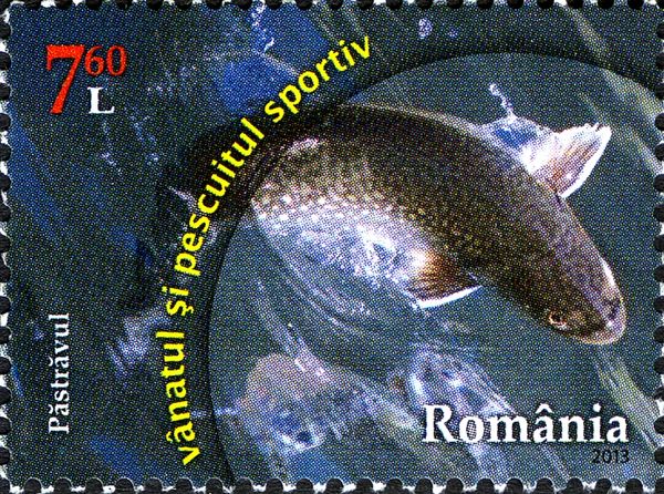 River Trout (Salmo trutta fario)