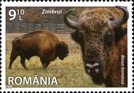 European Bison (Bison bonasus)