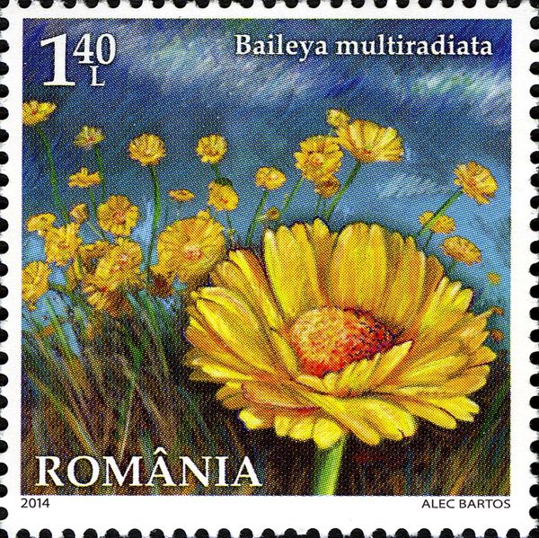 Desert Marigold (Baileya multiradiata)