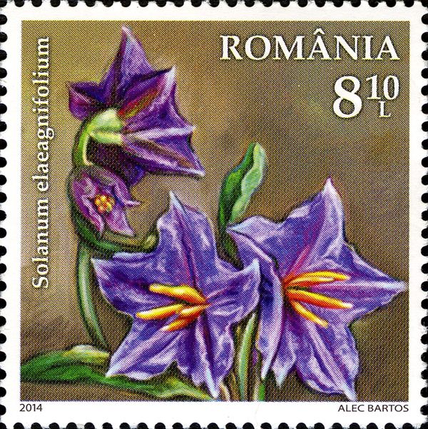 Silverleaf Nightshade (Solanum elaeagnifolium)