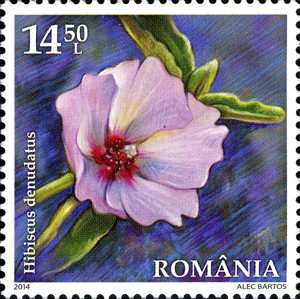 Rock Hibiscus (Hibiscus denudatus)