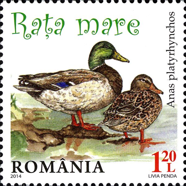 Mallard (Anas platyrhynchos)