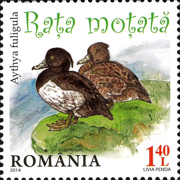 Tufted Duck (Aythya fuligula)