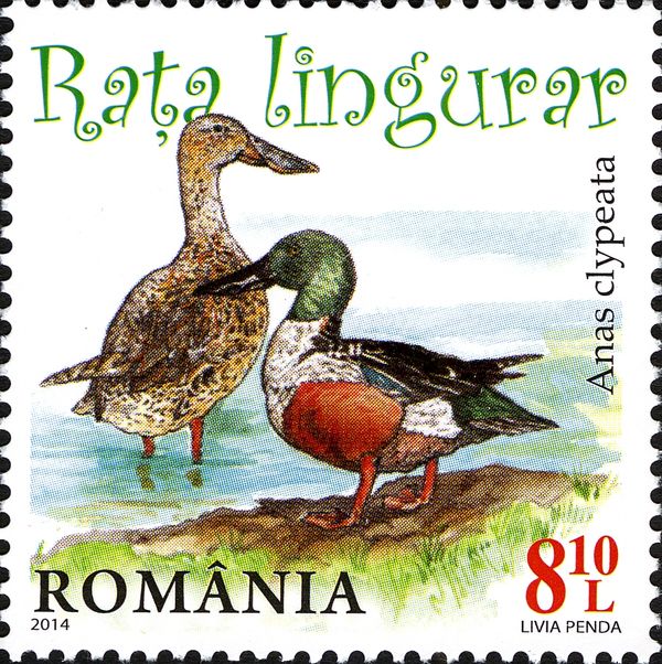 Northern Shoveler (Anas clypeata)