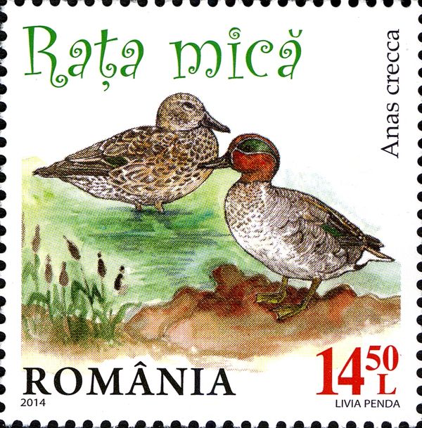 Eurasian Teal (Anas crecca)