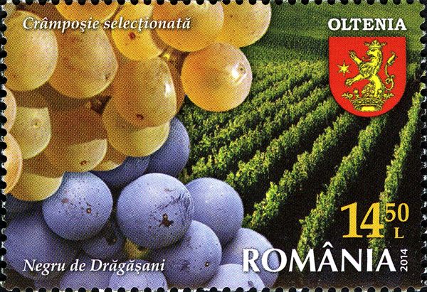 Oltenia – Grapes „Cramposie Selectionata“ and „Negru de Drag