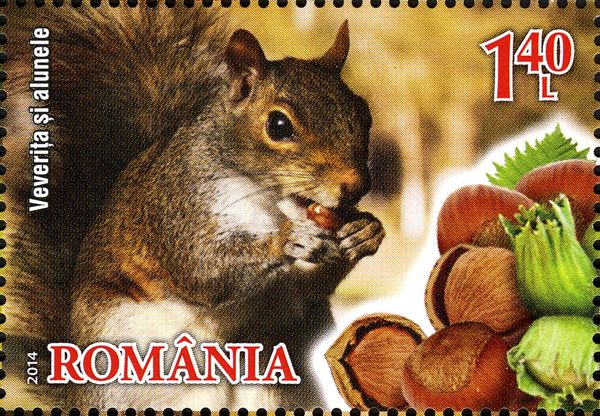 Eurasian Red Squirrel (Sciurus vulgaris), Hazelnuts