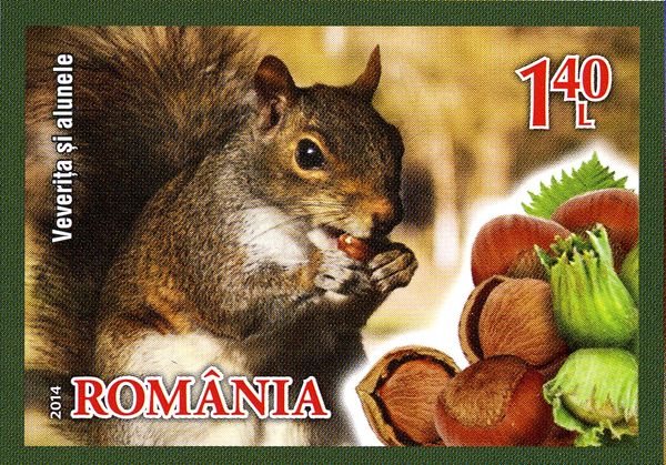 Eurasian Red Squirrel (Sciurus vulgaris), Hazelnuts