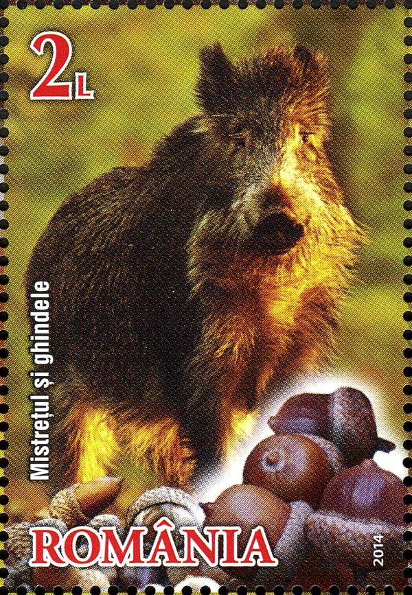 Wild Boar (Sus scrofa), Acorns