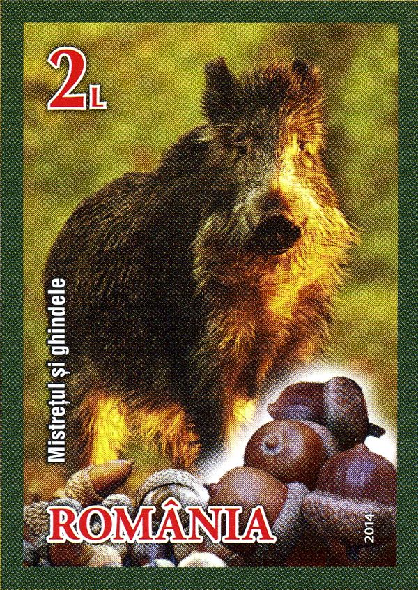 Wild Boar (Sus scrofa), Acorns
