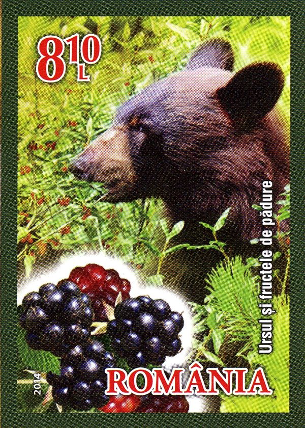 Brown Bear (Ursus arctos), Blackberries