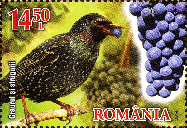 Starling (Sturnus vulgaris), Grapes