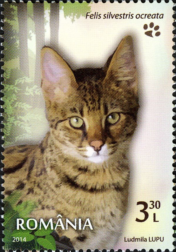 Abyssinian Wild Cat (Felis silvestris ocreata)