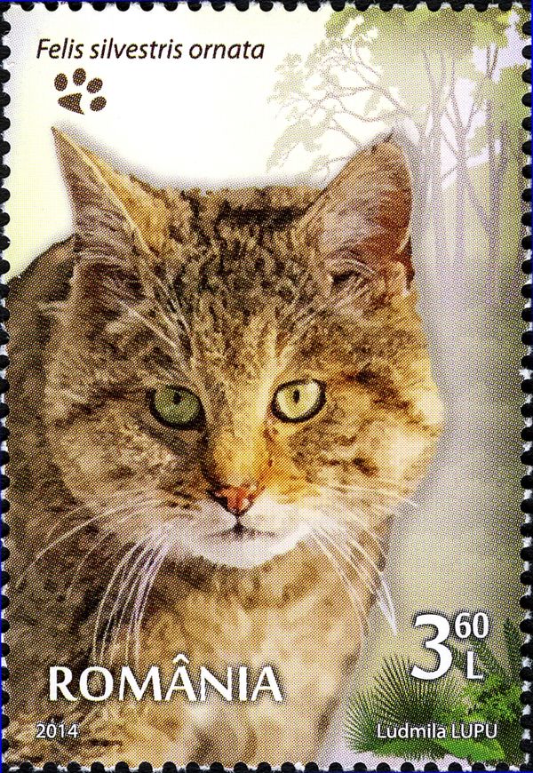 Asian Wildcat (Felis silvestris ornata)