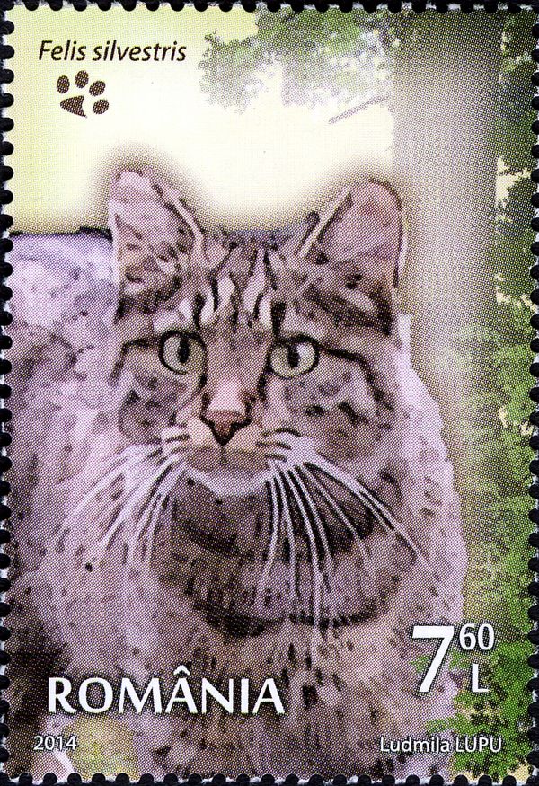 Wildcat (Felis silvestris)