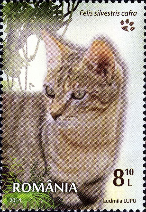 Southern African Wild Cat (Felis silvestris cafra)