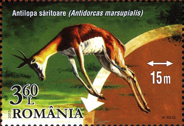 Springbok (Antidorcas marsupialis)