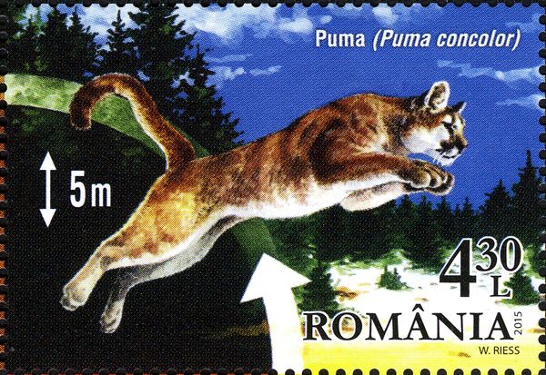 Puma (Puma concolor)