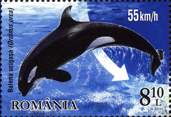 Killer Whale (Orcinus orca)