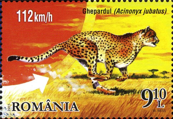 Cheetah (Acinonyx jubatus)
