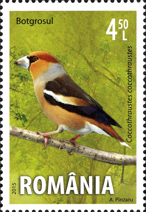 Hawfinch (Coccothraustes coccothraustes)
