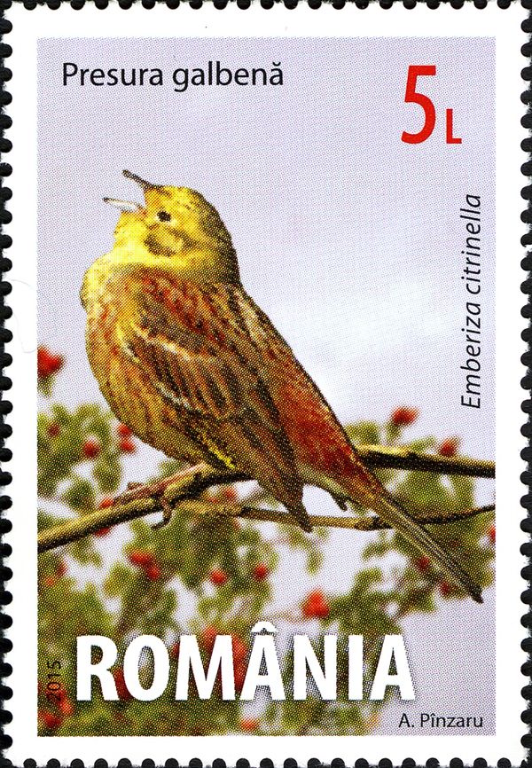Yellowhammer (Emberiza citrinella)