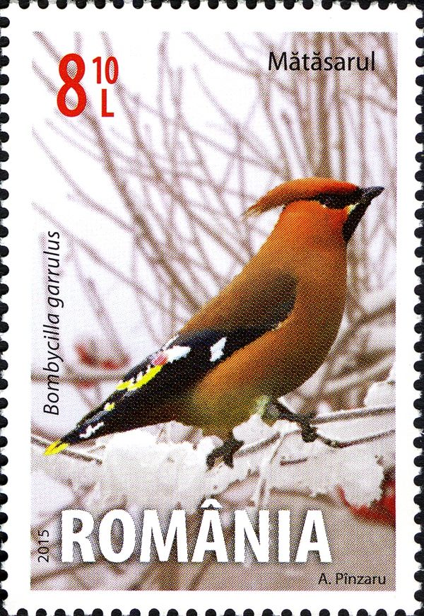 Bohemian Waxwing (Bombycilla garrulus)