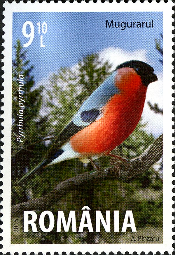 Eurasian Bullfinch (Pyrrhula pyrrhula)