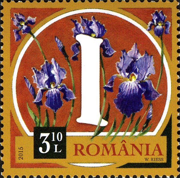 Siberian Iris (Iris sibirica)