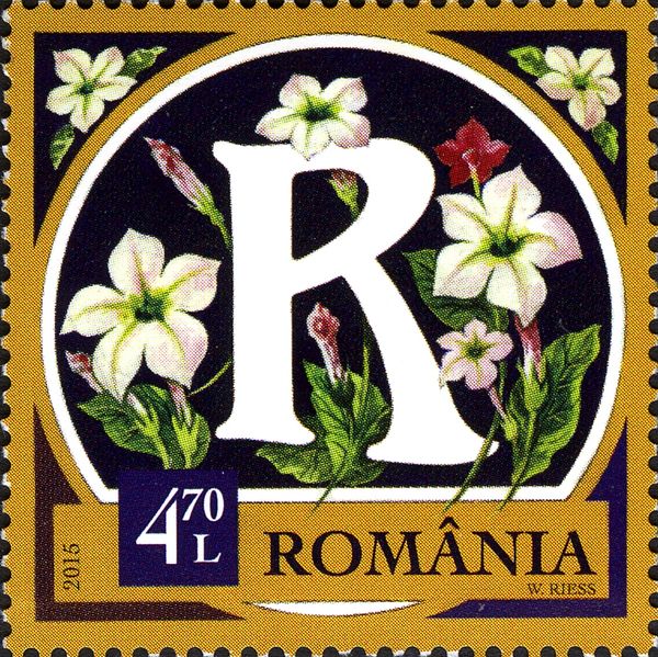 Ornamental Tobacco (Nicotiana alata)