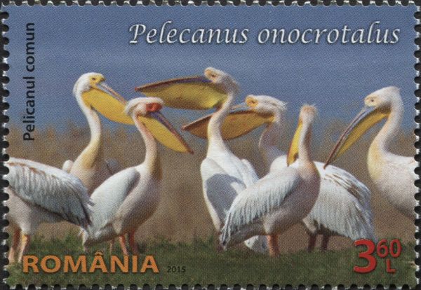 Great White Pelican (Pelecanus onocrotalus)