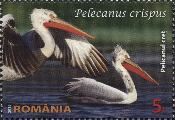 Dalmatian Pelican (Pelecanus crispus)