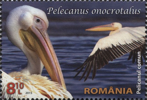 Great White Pelican (Pelecanus onocrotalus)