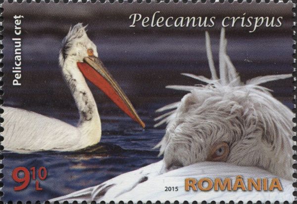 Dalmatian Pelican (Pelecanus crispus)