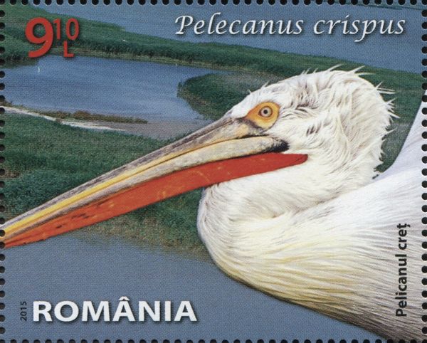 Great White Pelican (Pelecanus onocrotalus)