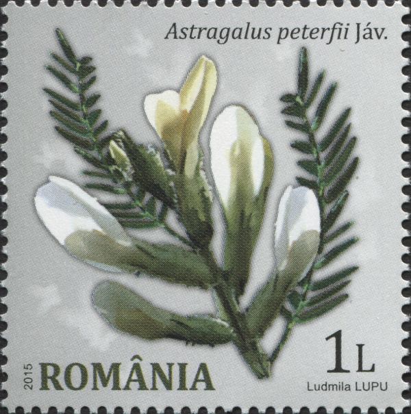 Astragalus peterfii