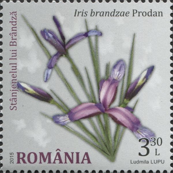 Iris brandzae