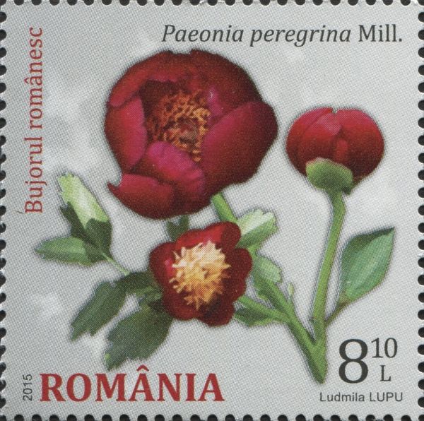 Paeonia peregrina