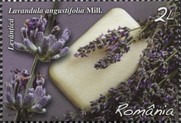 Lavender (Lavandula angustifolia)