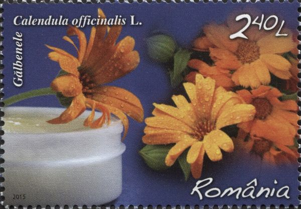 Marigold (Calendula officinalis)