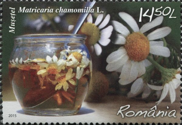 Chamomile (Matricaria chamomilla)