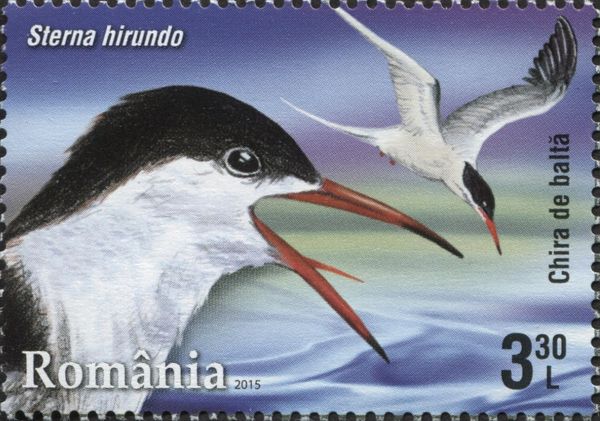 Common Tern (Sterna hirundo)