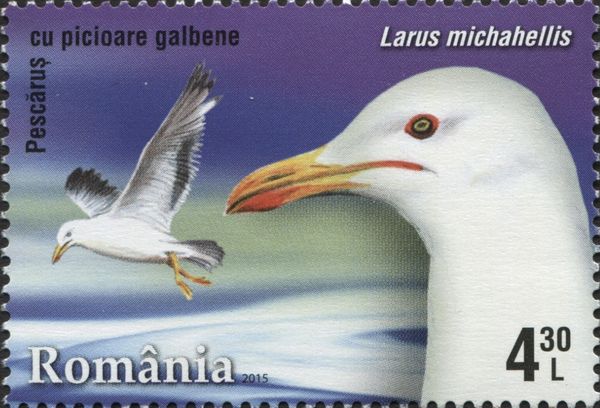 Yellow-legged Gull (Larus michahellis)