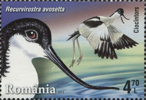 Pied Avocet (Recurvirostra avosetta)
