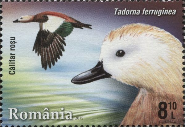 Ruddy Shelduck (Tadorna ferruginea)